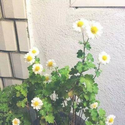 龙之召唤手游官方下载